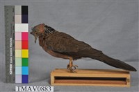 藏品(斑頸鳩)的圖片